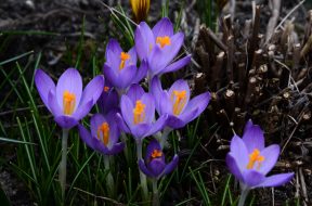 krokus