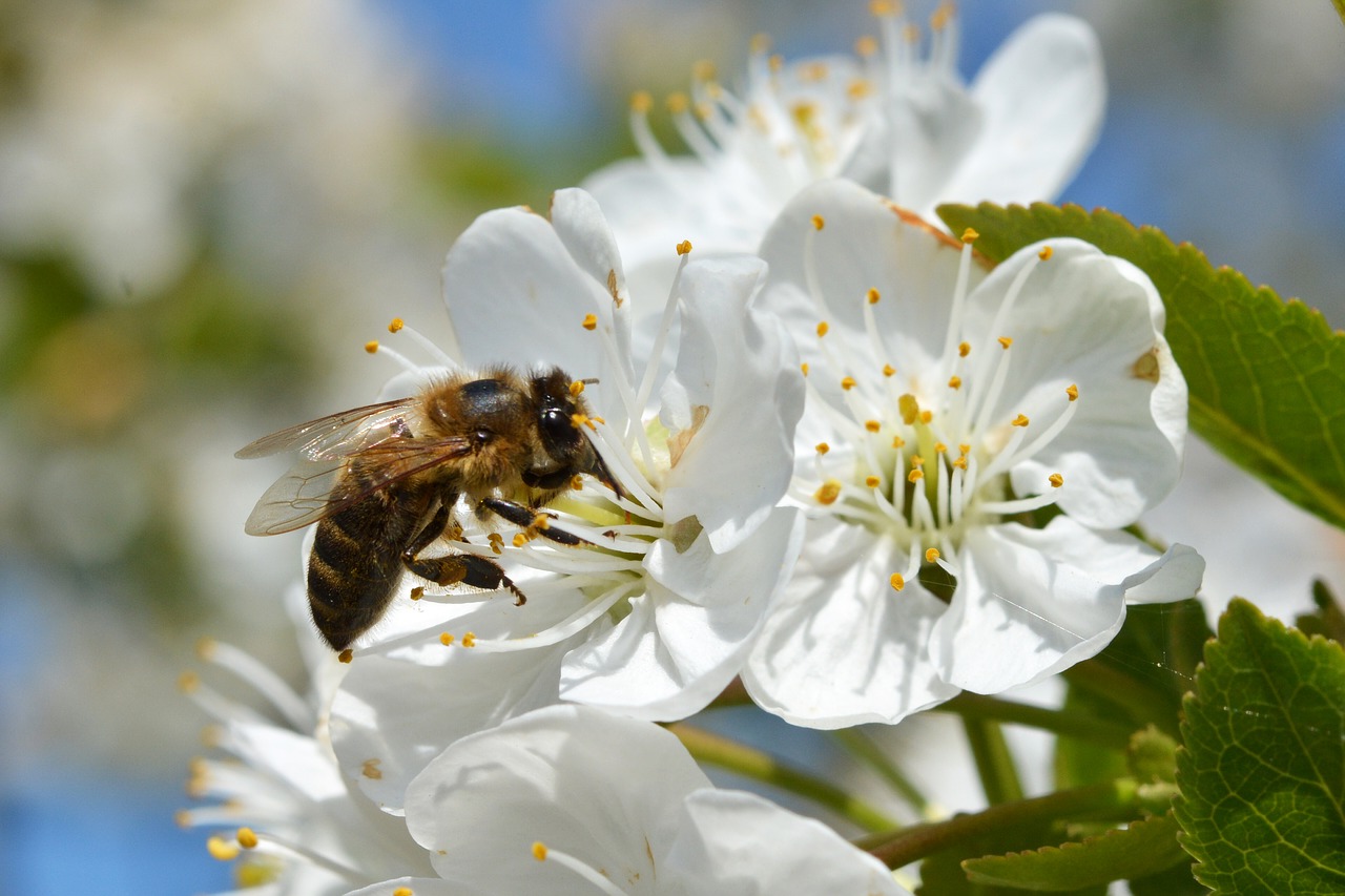 Chroniąc rośliny, chrońmy pszczoły