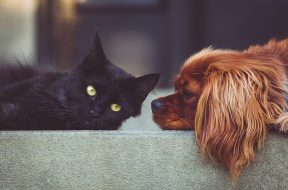 dog-2606759_640