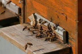 bee-colonies-4027054_640