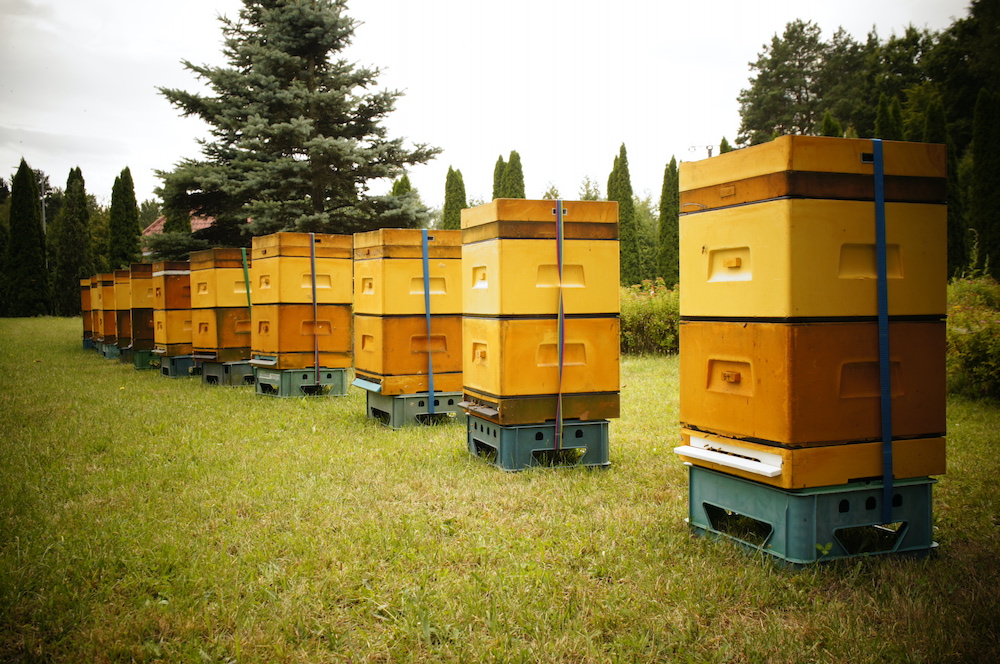 Wielki Dzień Pszczół. Dlaczego zapylacze są tak cenne dla środowiska?